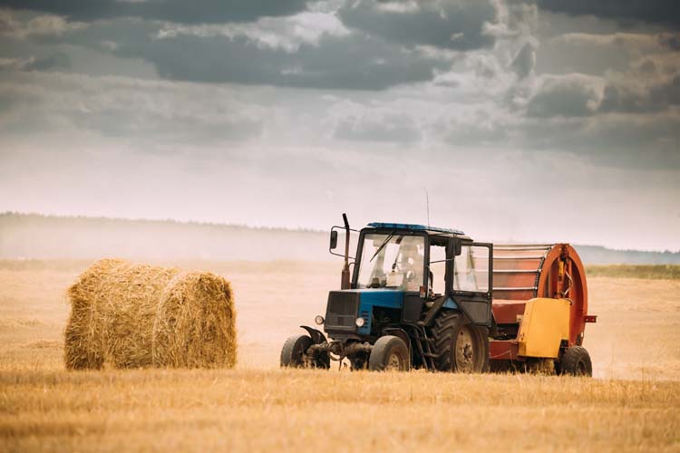 Tractor Collects Dry Grass In Straw Bales In Summer Wheat Field.